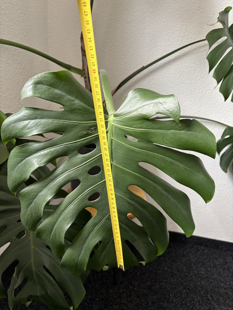 Piante & sementi: Monstera – Usato da Winterthur venduto da Karl0235 1