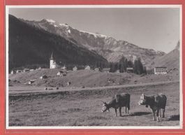 Urnerboden - Kühe Landwirtschaft - Fotokarte ca. 1940
