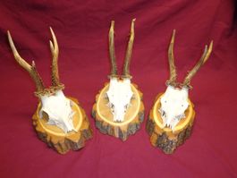 Reh, Geweihe, Trophäe, Horn, Dekoration, Jagd Abwurfstangen
