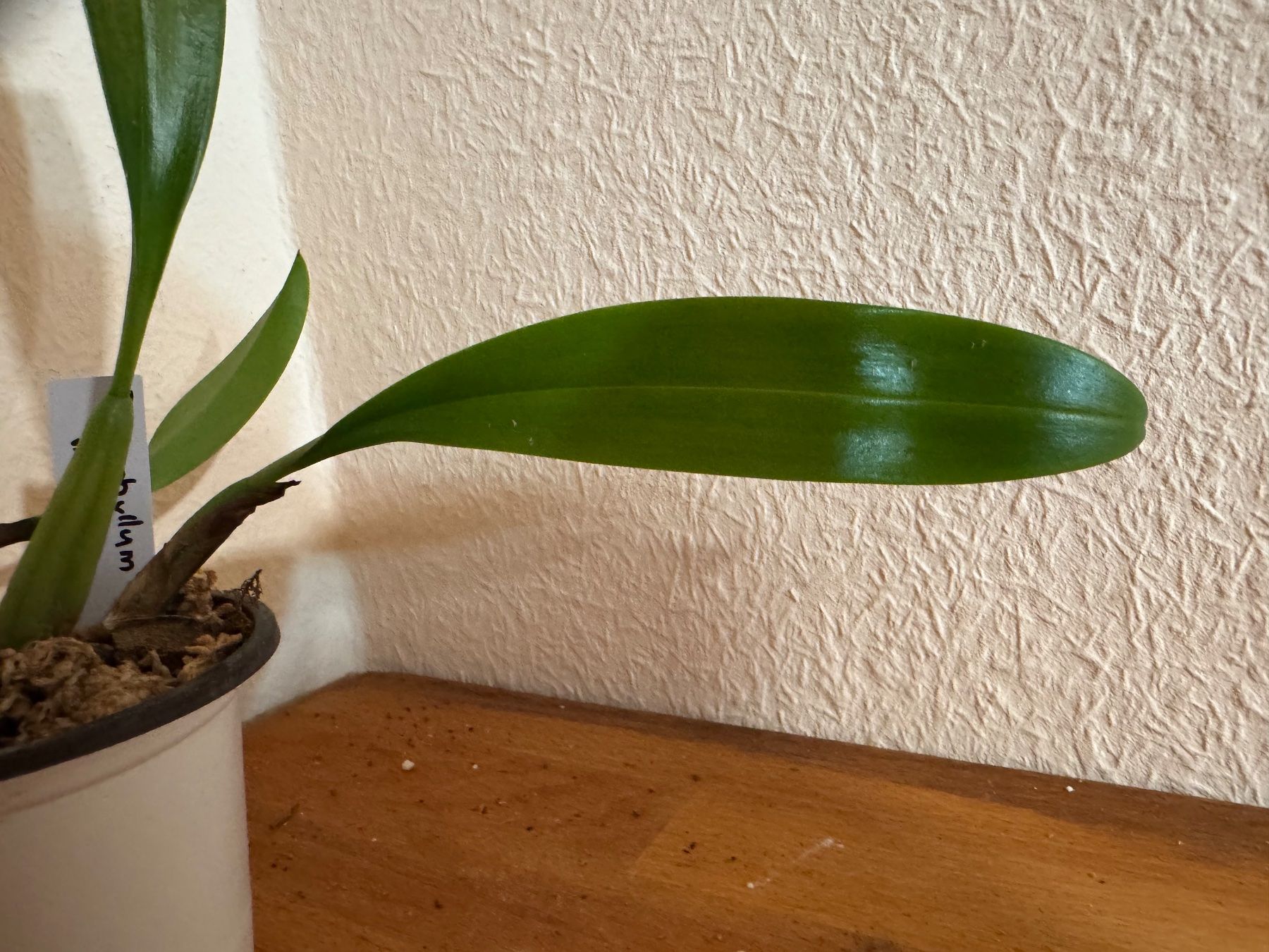 Pflanzen & Samen: Bulbophyllum maxillare – Gebraucht aus Männedorf von mrclst 2