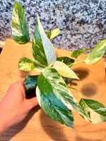 Epipremnum Pinnatum Variegata
