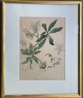 Kreidolf Ernst. Helleborus niger (Schneerose)