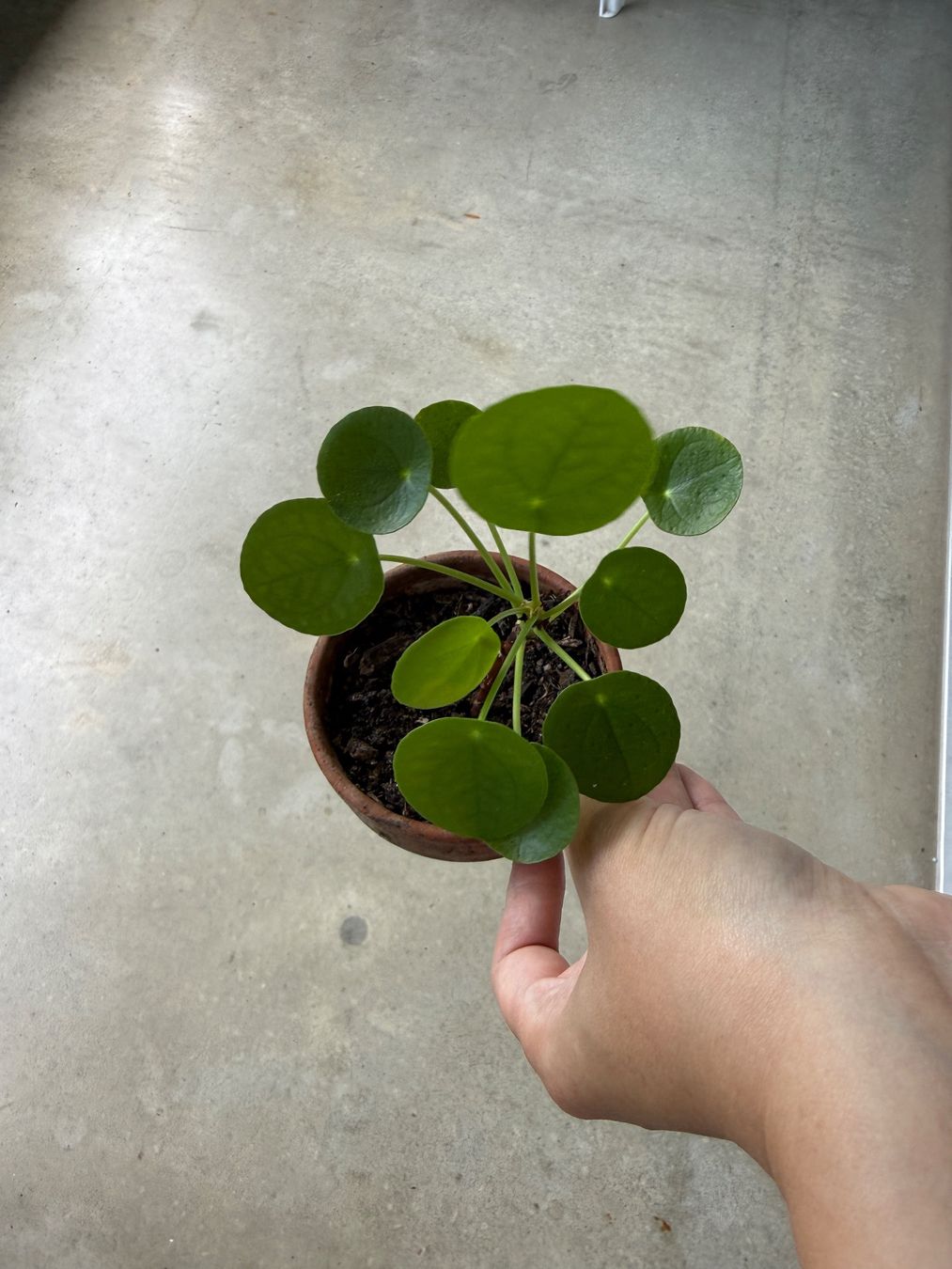 Piante & sementi: Pilea Pflanze – Usato da Bern venduto da Wil.Wayne 1