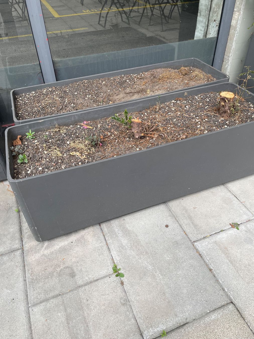 Plantes & graines: Winterharte Eibe im Topf – D'occasion à Glattpark(Opfikon) par denboj 2
