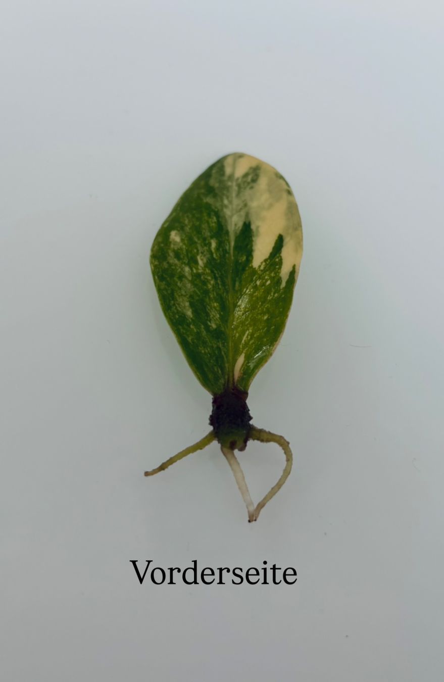 Pflanzen & Samen: Zamioculcas Zamiifolia Variegata – Gebraucht aus Spreitenbach von GreenThumb