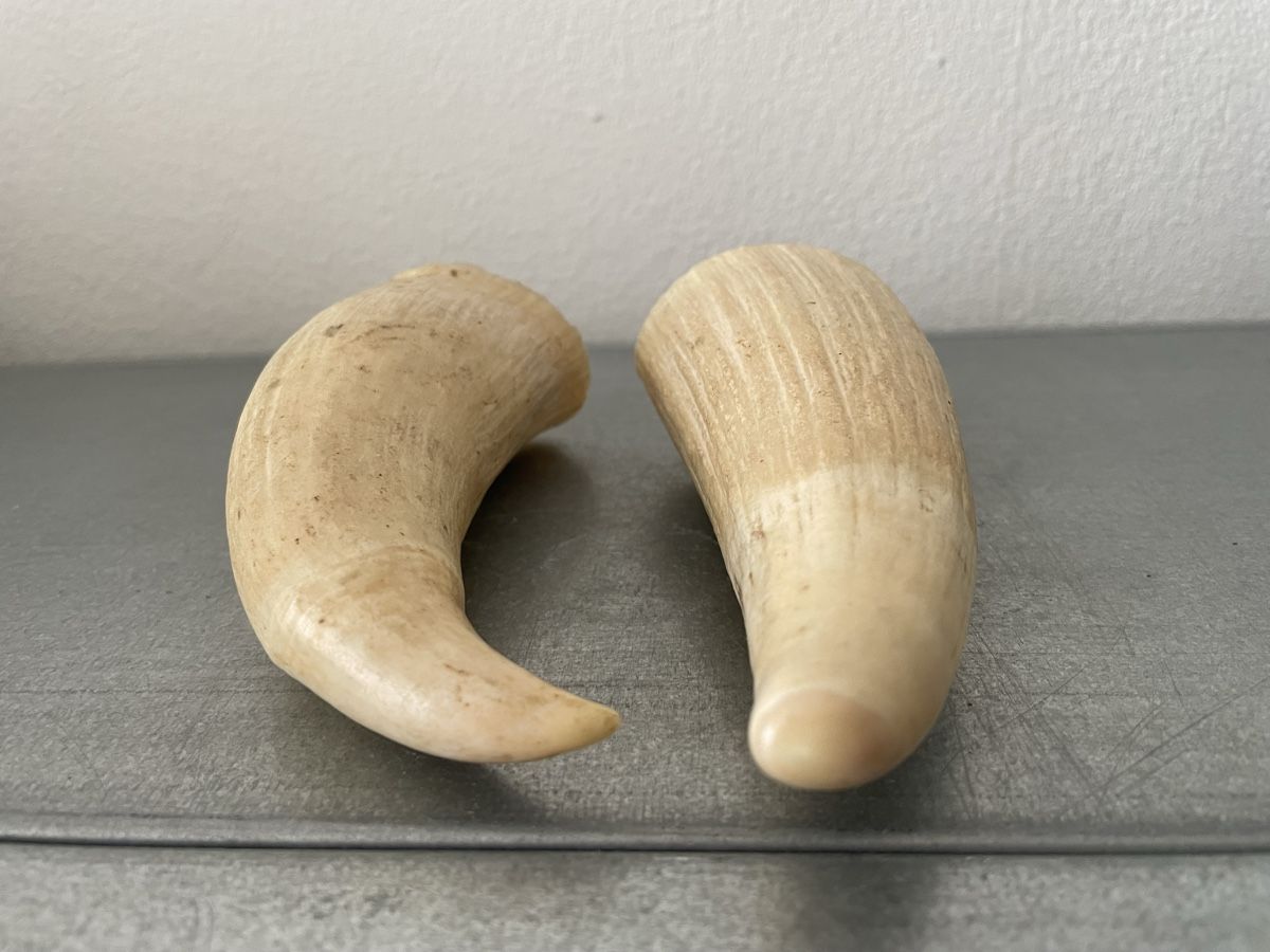 Fossili: alte Zähne vintage set – Usato da Basel venduto da Amechan. 4