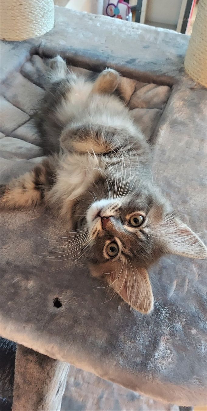 Tiragraffi: DELUXE KATZENBAUM 60 KG - ab Lager – Nuovo e nell'imballaggio originale da Eschenbach LU venduto da PETHOMES_AG 1