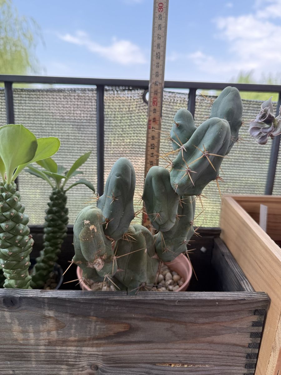 Plantes & graines: Trichocereus bridgesii f monstrosus – D'occasion à Rorbas par SimS0n