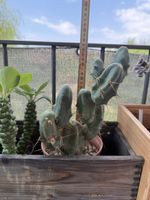 Trichocereus bridgesii f monstrosus