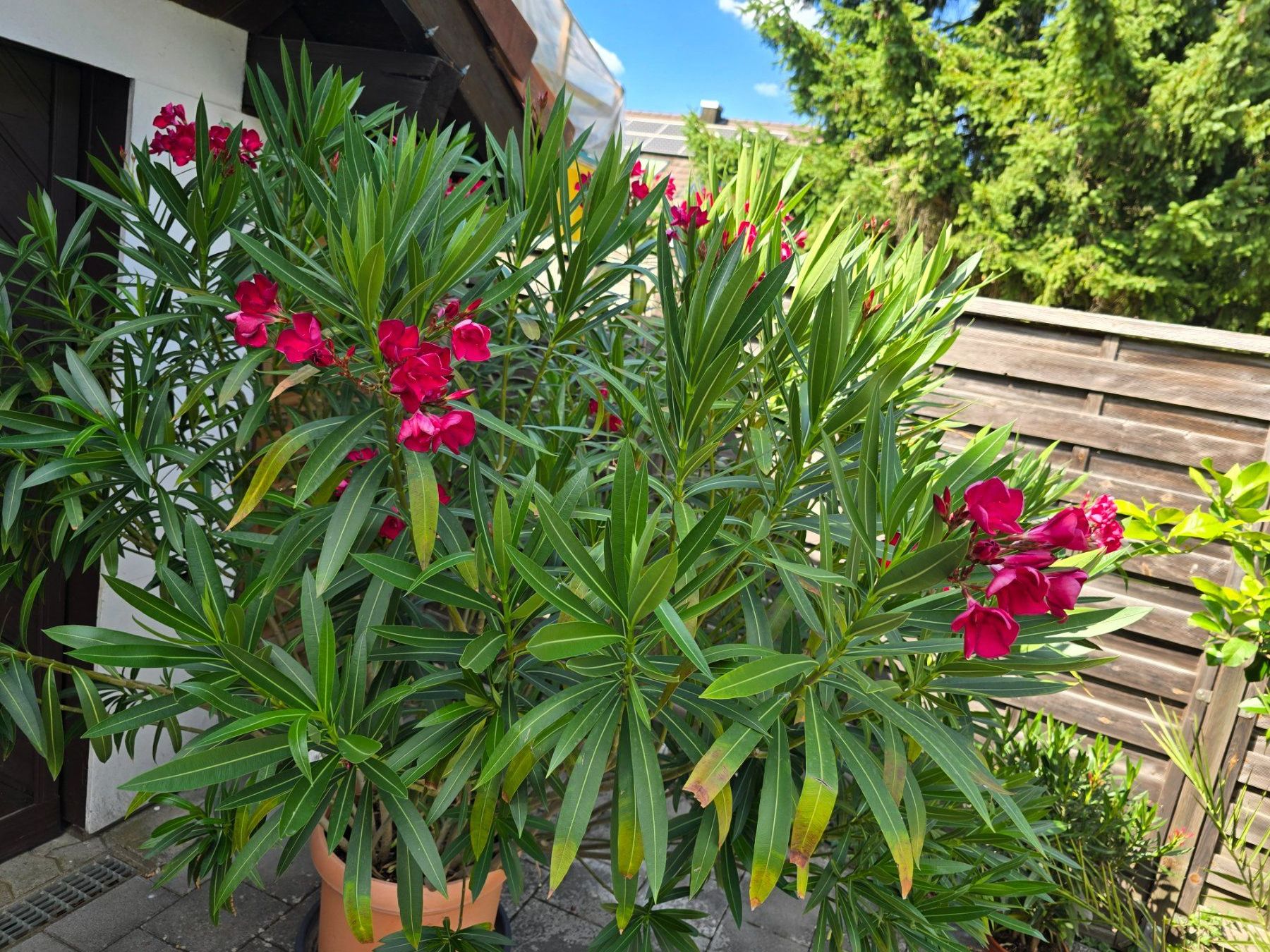 Plantes & graines: Großer, blühender Oleander im Topf – D'occasion à Aarburg par popkorn65 2