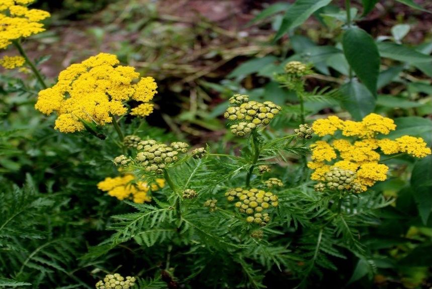 Plantes & graines: Blumenschale mit 5 Pflanzen – D'occasion à Frauenfeld par Irene.Schuppli 3