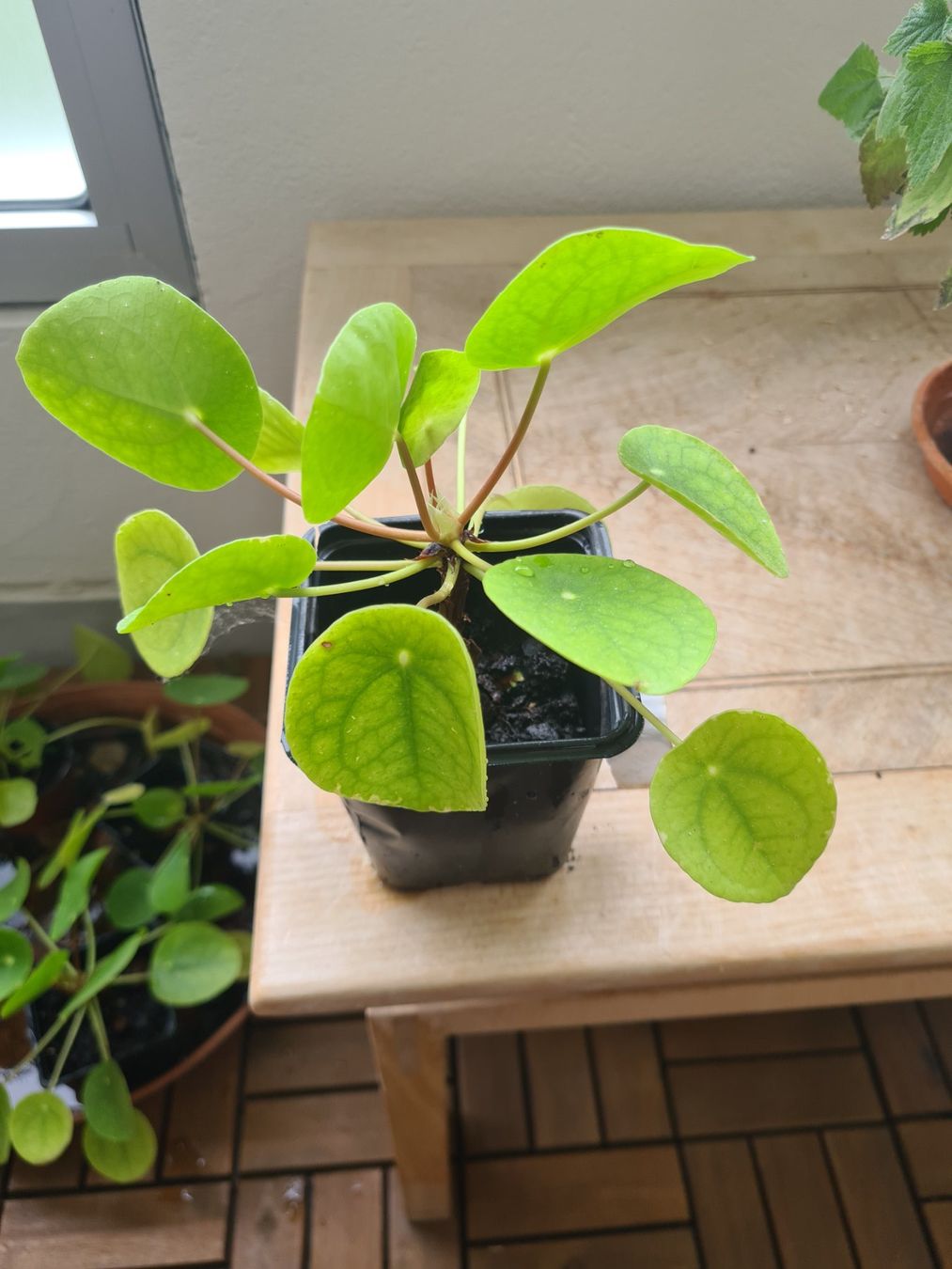 Piante & sementi: Ufopflanze pilea – Usato da Reinach BL venduto da andreas_mueller