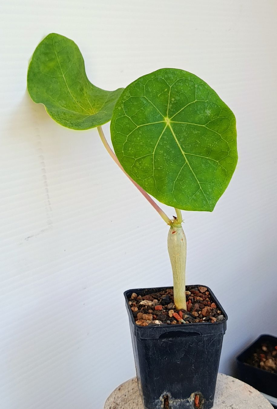 Piante & sementi: Jatropha podagrica  – Usato da Comano venduto da che_8lc2