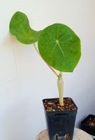 Jatropha podagrica 