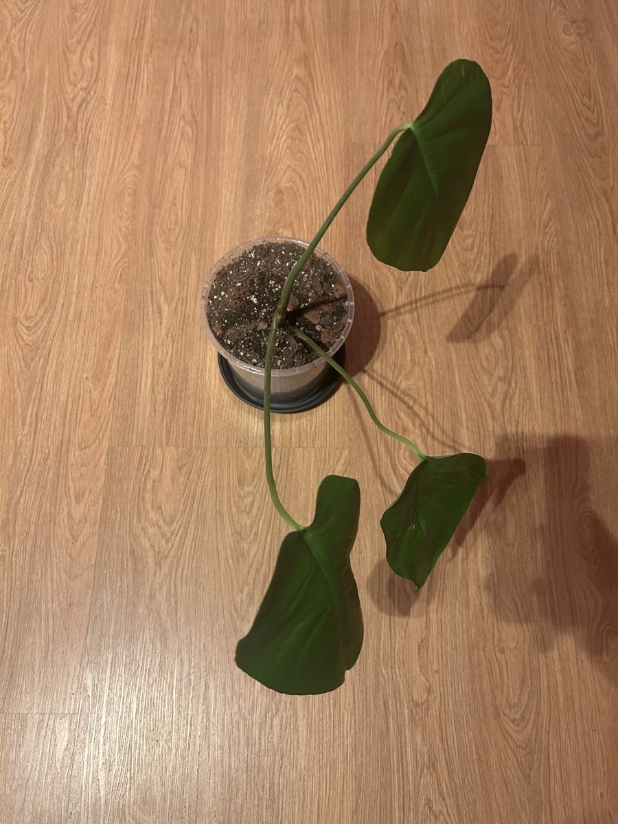 Piante & sementi: Monstera Deliciosa Nr.1 – Usato da Luzern venduto da ITnoah 2