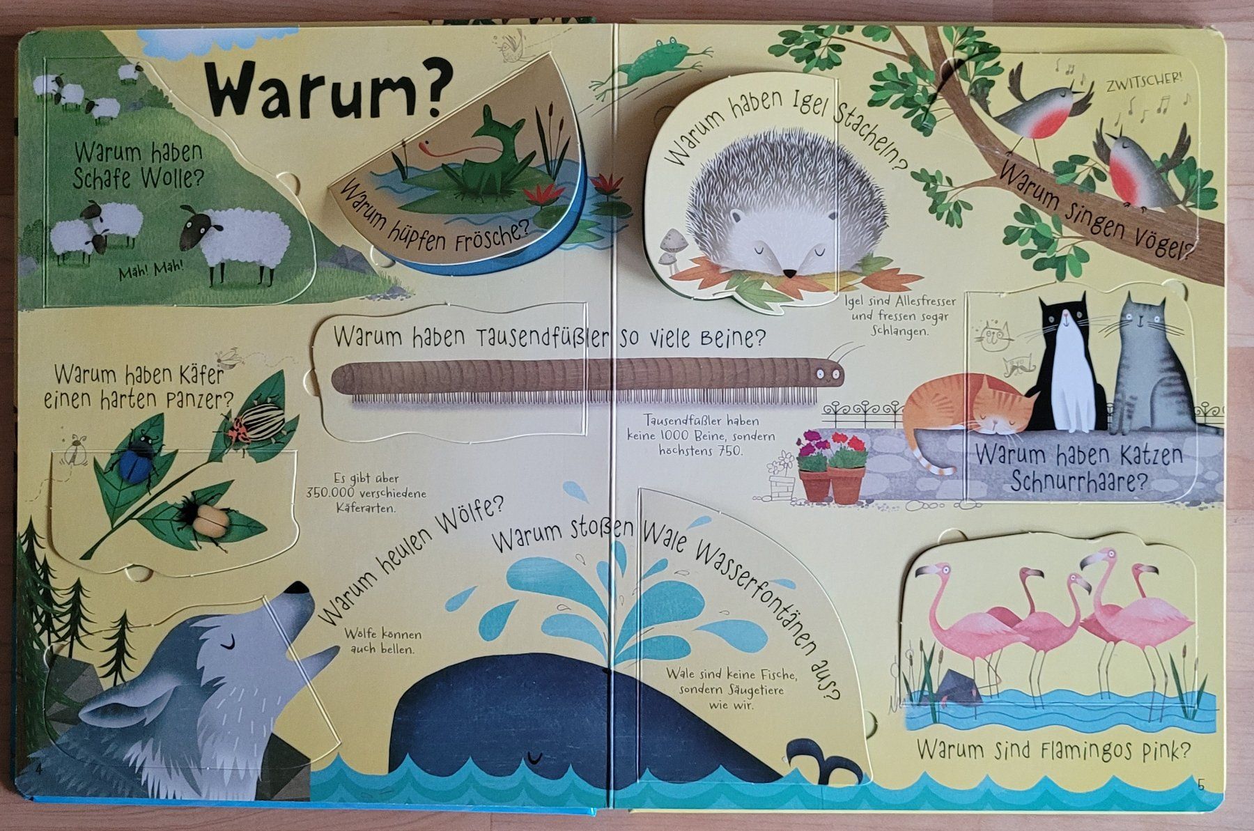 Bücher: Buch Können Pinguine fliegen? – Gebraucht aus Widnau von kerstinlo 1