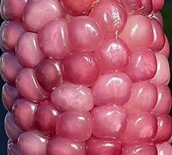 Pflanzen & Samen: 50 Samen NEON PINK Mais Popcornmais – Gebraucht aus Ehrendingen von VerveinaSamen 3