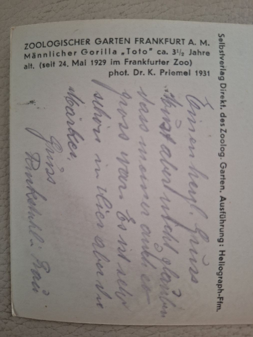 Cartoline postali: 2 Zoo-Ansichtskarten Menschenaffen 1927 / 1931 – Usato da zumikon venduto da lotegrandote 2