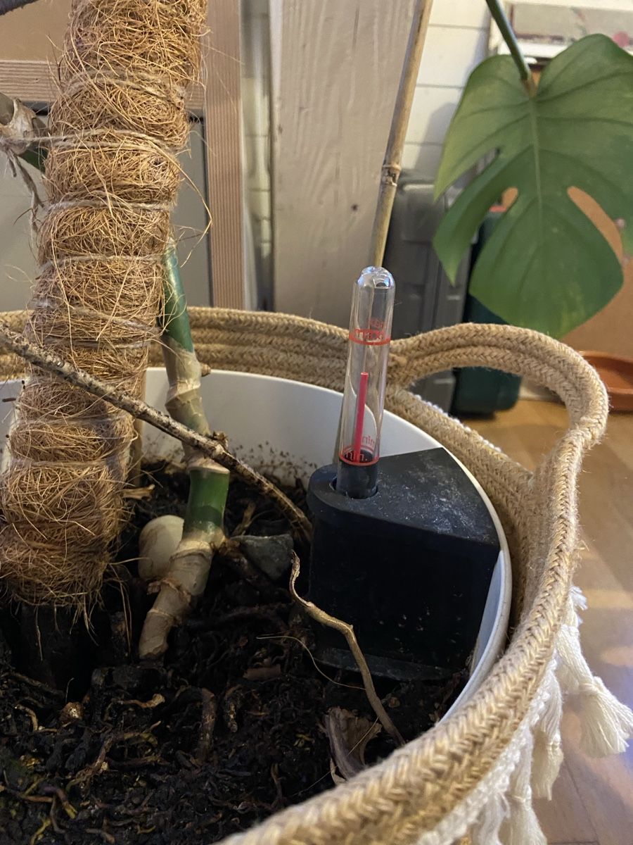 Pflanzen & Samen: Monstera pot plant ca 1m tall – Gebraucht aus Zürich von any_w9vk 2