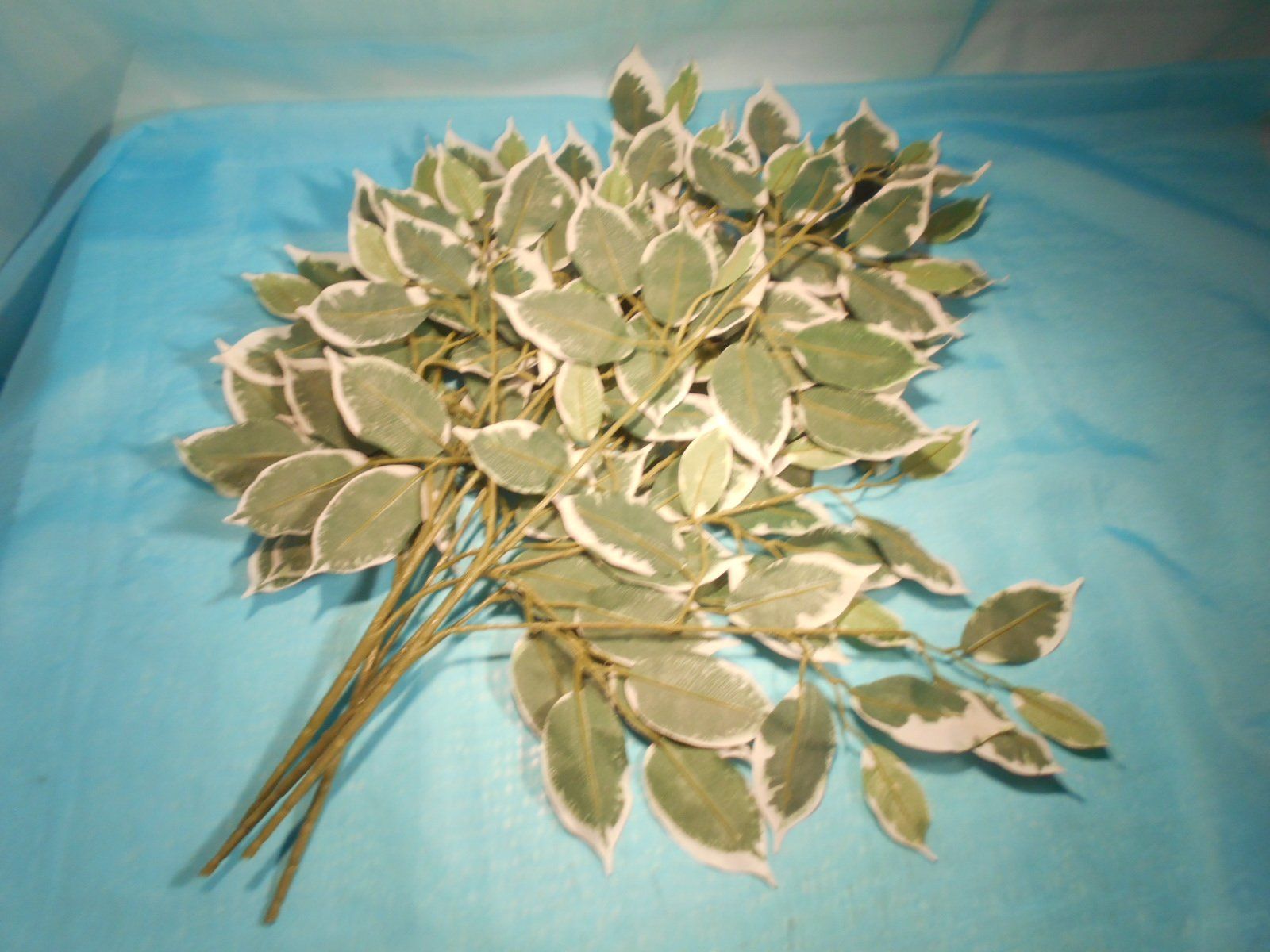 Piante & sementi: 4 Aeste Ficus Blätter, L: 60cm – Usato da Bellach venduto da JingleCherry 1