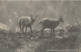 Weisstannen SG Steinbock Ansiedlung 5.1911 Foto Frei Nr.1078