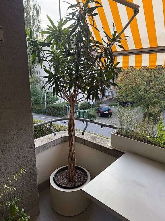 Pflanzen & Samen: Grosse Indoorpflanze – Gebraucht aus Zürich von Lallilu
