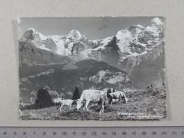 Bei Mürren, 1957, Kühe