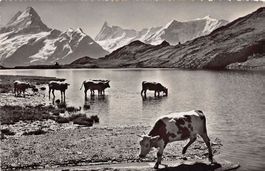 ALPIN: Bachalpsee mit Kühen, Schreckhorn, um 1945-50