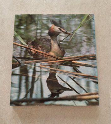Libri: Vogelbuch "Unsere Vögel - Ihr erstaunliches Leben" – Usato da Ortschwaben venduto da Patrick1978 1