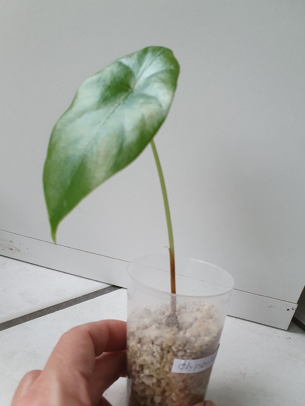 Pflanzen & Samen: Alocasia Clypeolata – Gebraucht aus Erlinsbach SO von Lea030 1