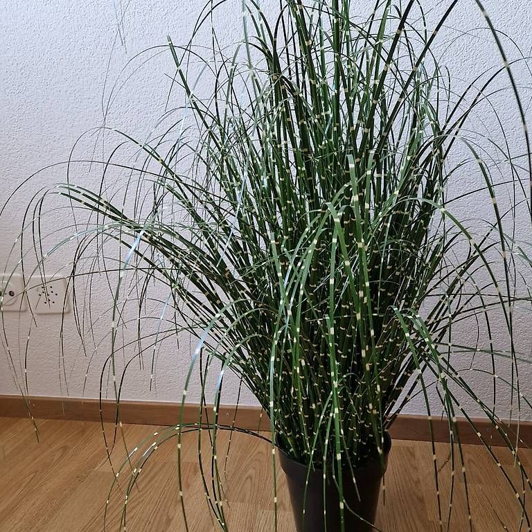 Piante & sementi: künstliche Deko-Pflanze – Usato da Besenbüren venduto da pia_myc7