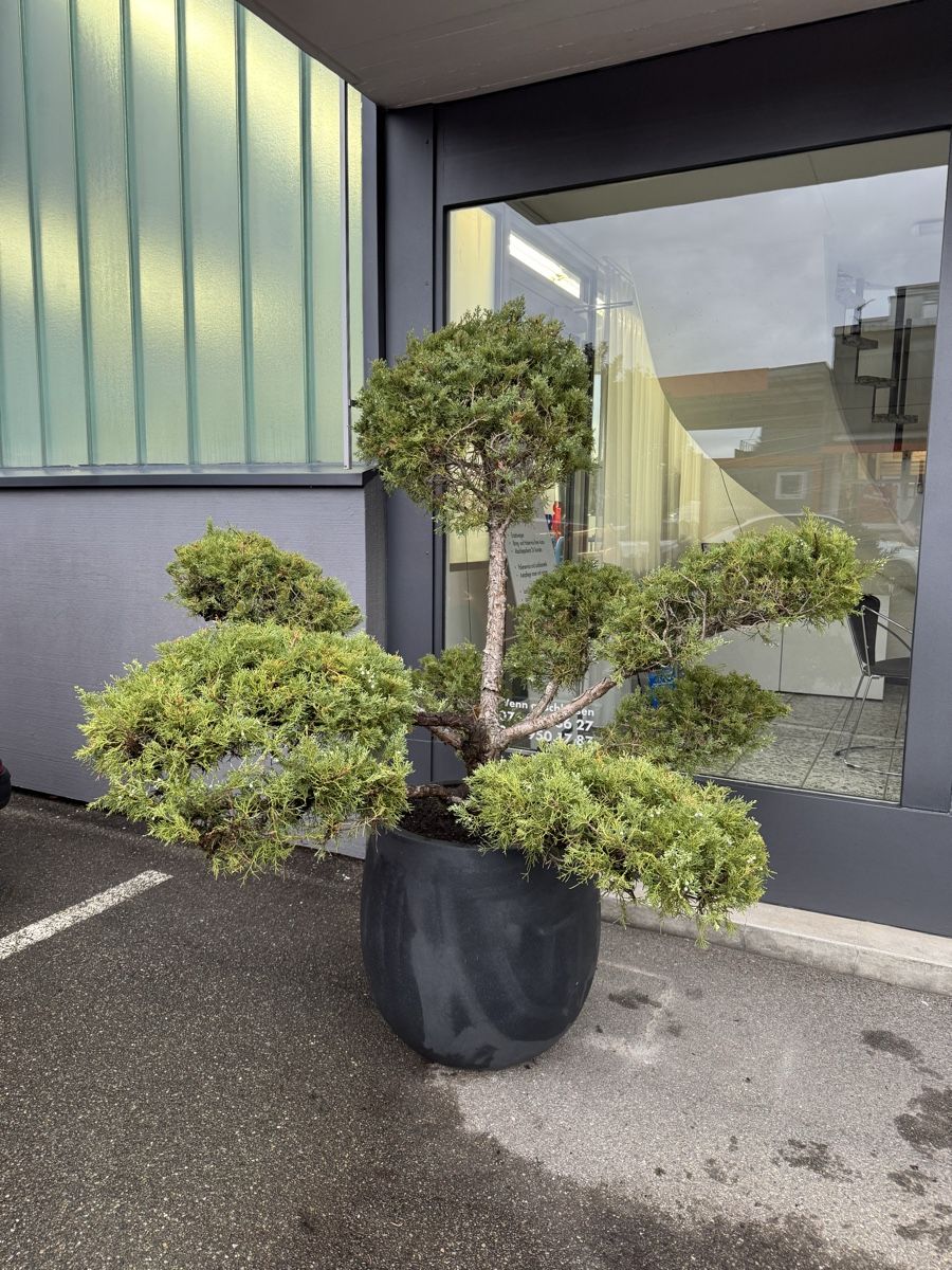 Piante & sementi: Grosser Garten Bonsai Juniperus/Wacholder – Usato da Rümlang venduto da Gruseh.ch 3