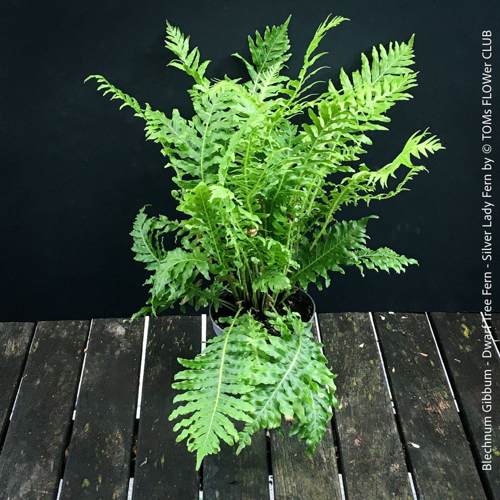 Pflanzen & Samen: Blechnum Gibbum 'Silver Lady' - Zwerg-Baumfarn – Neu und originalverpackt aus Adliswil von TAKEYOURPLANT 6