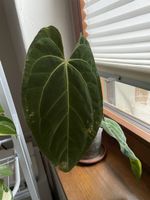 Anthurium Papillilaminum x Besseae