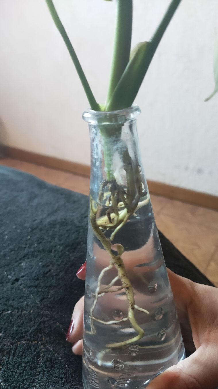 Piante & sementi: monstera tauerii bebe – Usato da St-Aubin-Sauges venduto da may_2yrv 3