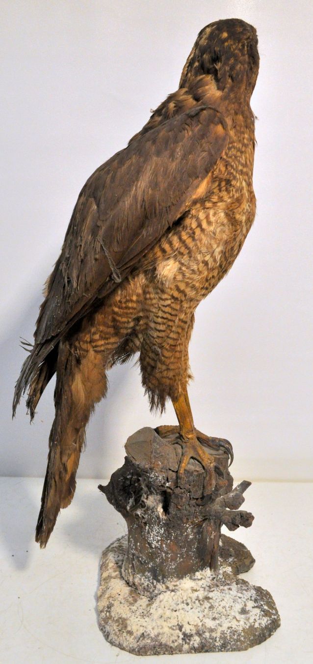Il mondo degli animali: Rapace naturalisé – Usato da Neuchâtel venduto da Neuchatel 3