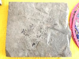Fossilien aus Holzmaden
