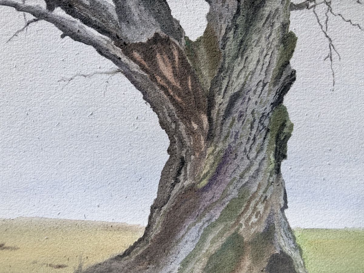 Gemälde: Die alte Eiche. Aquarell 2026. – Neu (gemäss Beschreibung) aus Meggen von My_art_for_you 4