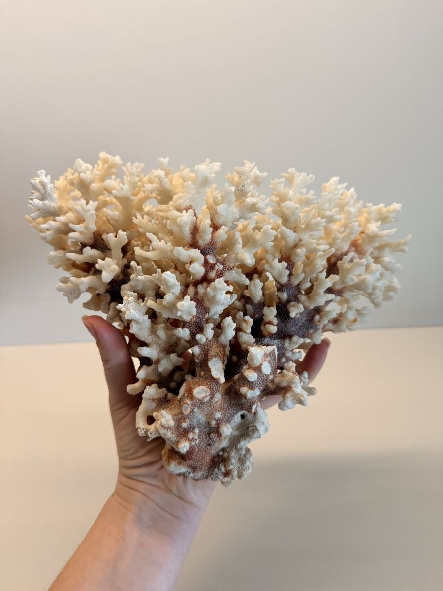 Fossili: Wunderschöne echte weisse Koralle vollkorallenbaum – Usato da Staad SG venduto da Chirrari 2