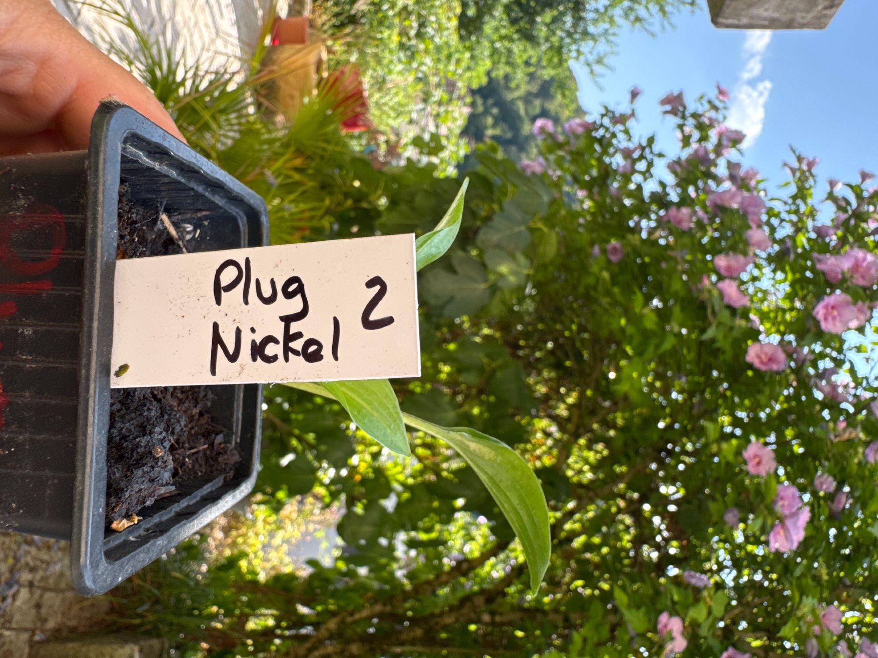 Piante & sementi: Hosta Plug Nickel 2 – Usato da Lajoux JU venduto da Briard0