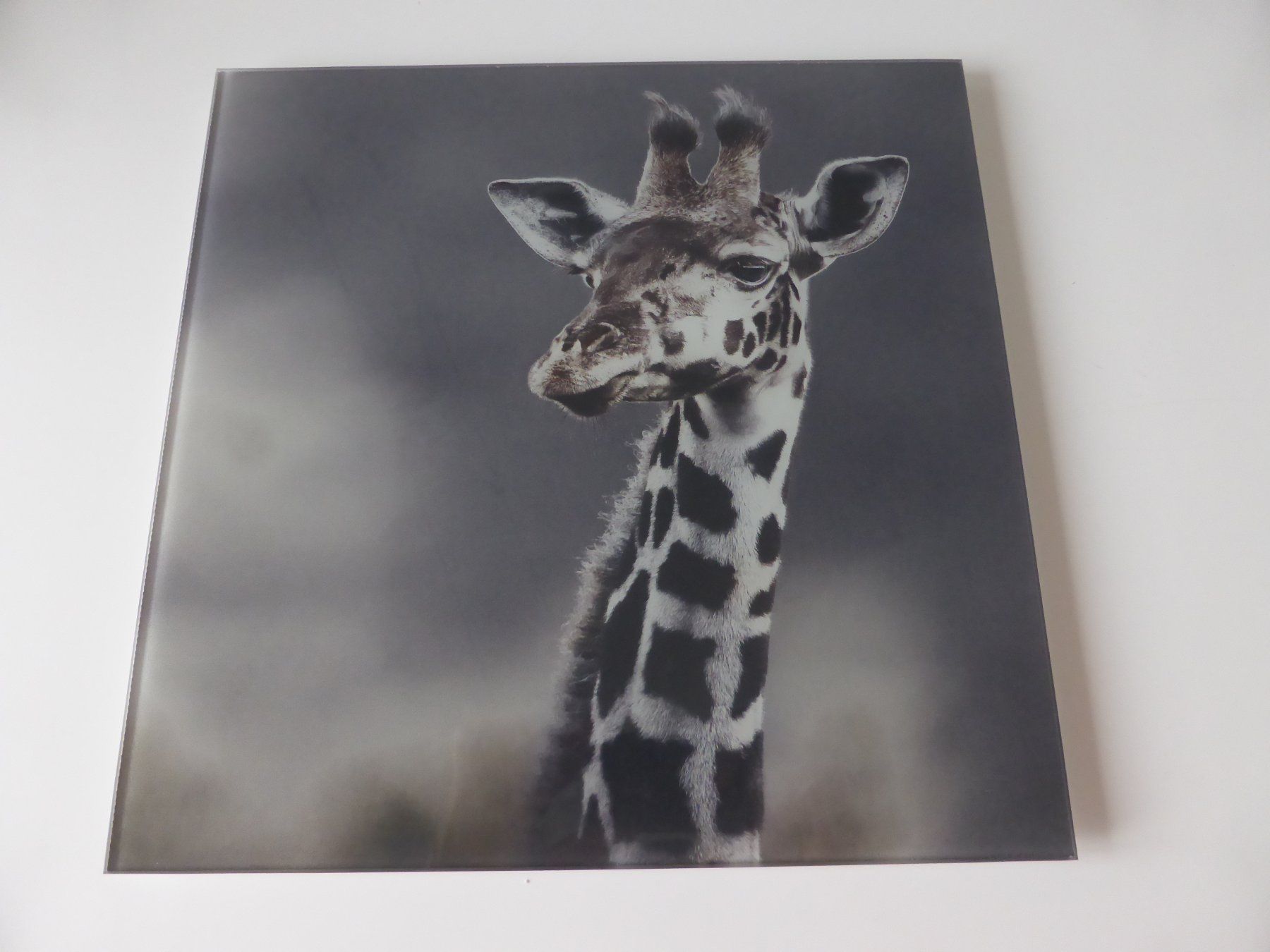 Foto & Immagini: Glasbild 30x30 Giraffe – Usato da Trimmis venduto da bergamo10