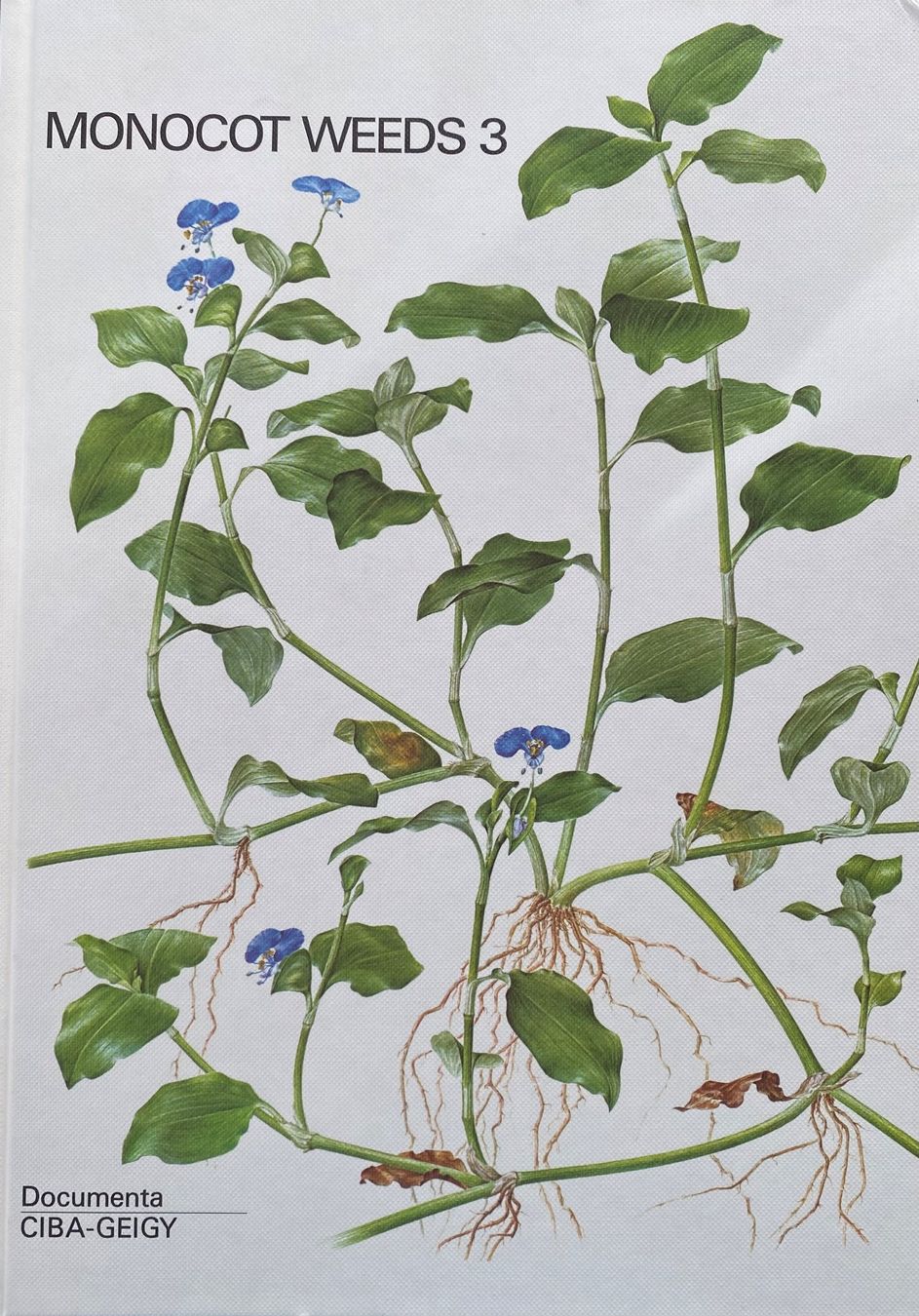 Libri: Buch: Monocot Weeds 3 – Nuovo e nell'imballaggio originale da Hochwald venduto da robwol