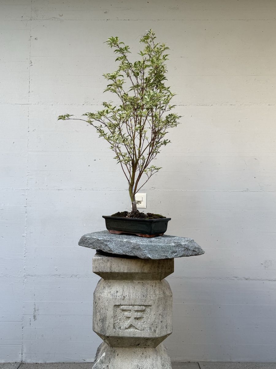 Piante & sementi: Acer palmatum 'Butterfly' / 'Metamorphosa' – Usato da Gossau SG venduto da SolitariusBotanica 2