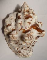 SEHR GROSSE STROMBUS LENTIGINOSUS,MUSCHEL,--85,7 MM-QUALITÄT
