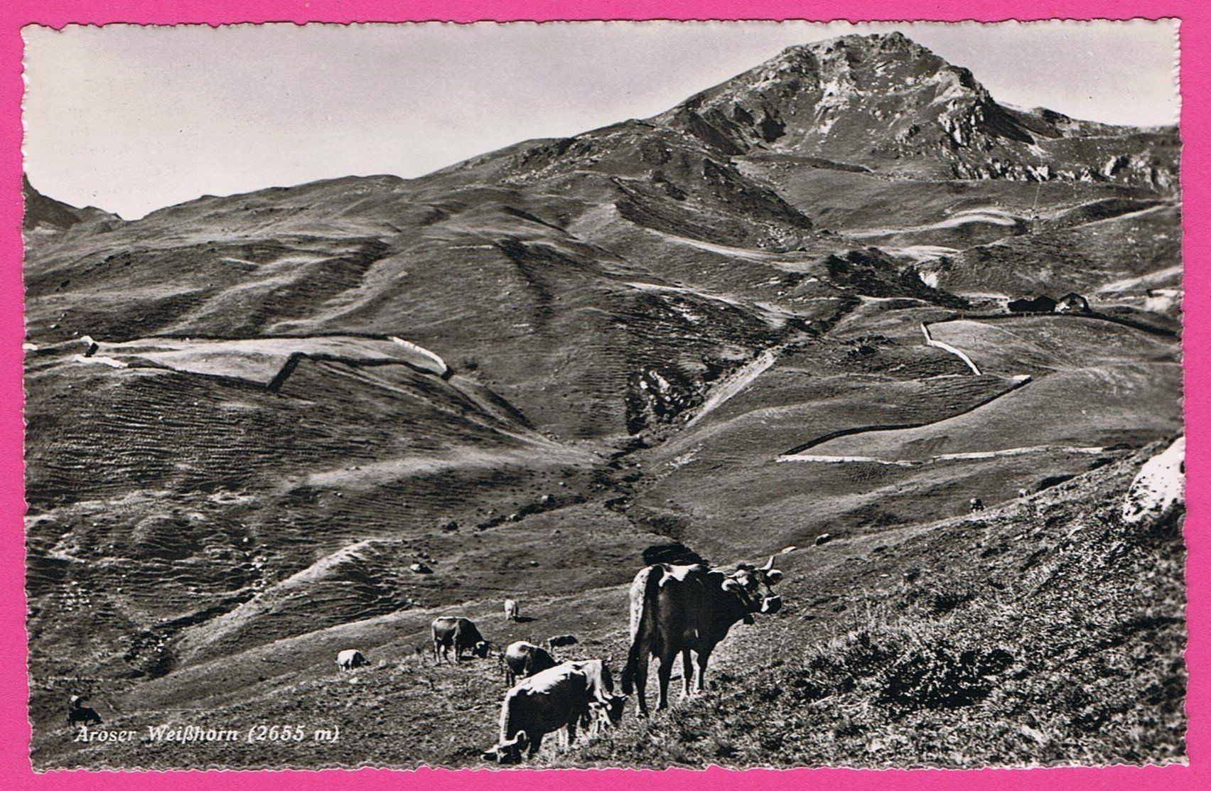 Ansichtskarten: Arosa Weisshorn 2655m mit Kühen – Gebraucht aus Einsiedeln von dillie