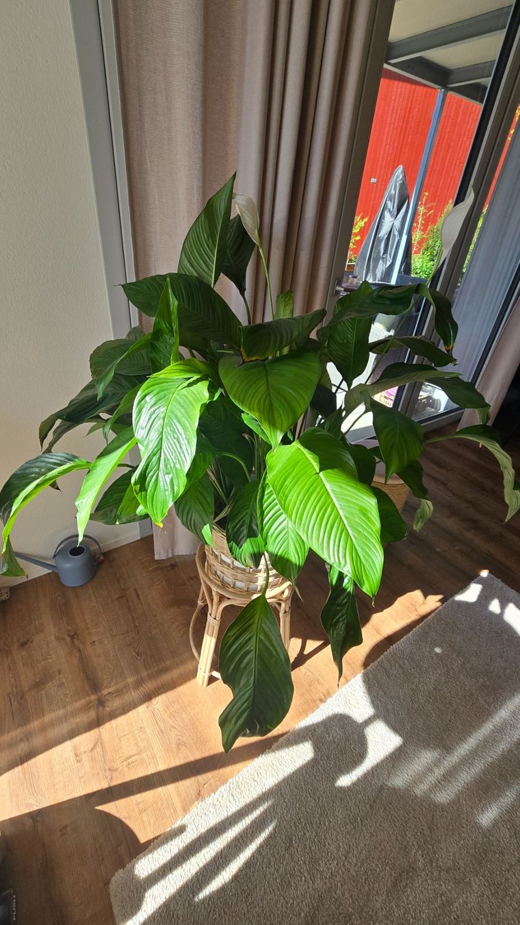Piante & sementi: Spathiphyllum – Usato da Herzogenbuchsee venduto da wro_pat 2