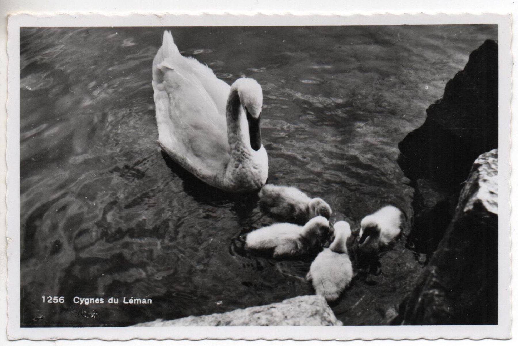 Cartoline postali: LAUSANNE Cygnes du Léman – Usato da Jona venduto da philajona
