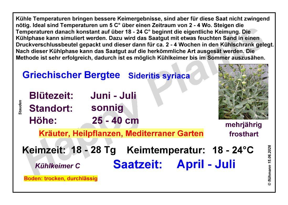 Plantes & graines: Griechischer Bergtee - Sideritis syriaca - 60 Samen – Neuf avec emballage d'origine à Sumiswald par Cham14559 3