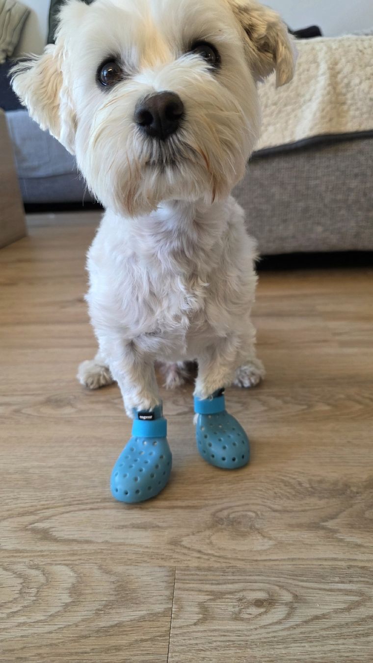 Abbigliamento: Wagwear Hundeschuhe "Crocs" – Usato da Aesch BL venduto da sims04 2