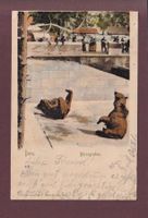 BERN - Bärengraben - 1903 Langstempel